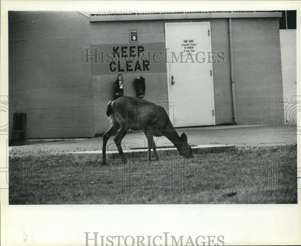 1983 Press Photo A deer roams around a storage at Bangor Submarine Base - Historic Images