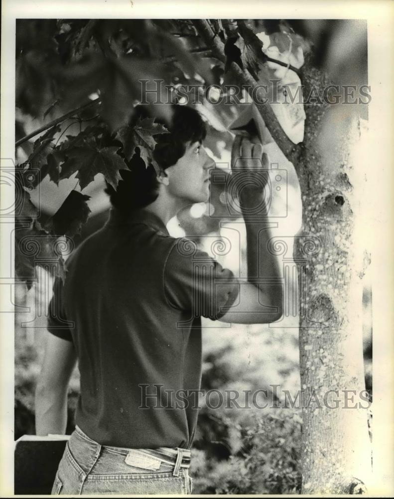 1984 Press Photo Randy Grinberg-checks gypsy moth-Eugene - orb72706 - Historic Images