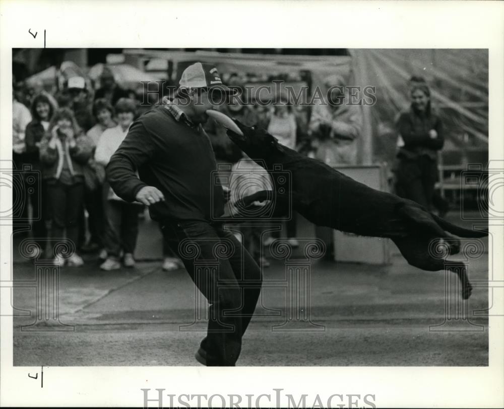 1984 Press Photo enrietta, a black Labrador-Frisbee catcher - orb74443 - Historic Images