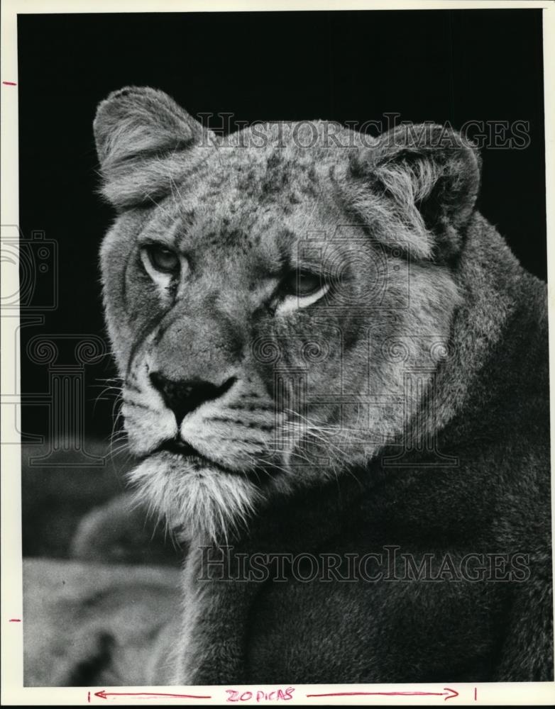 1981 Press Photo Glares of an African lion at Washington Park Zoo - orb74721 - Historic Images