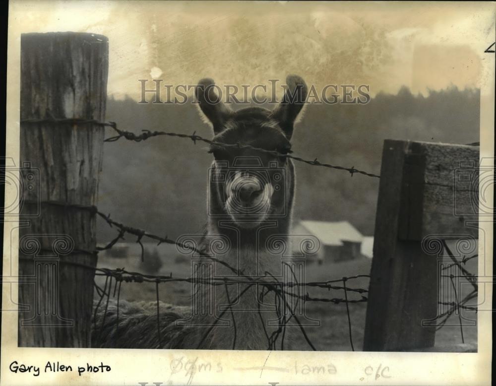 1985 Press Photo A tamed llama was seen near West Wilsonville Road - orb75114 - Historic Images