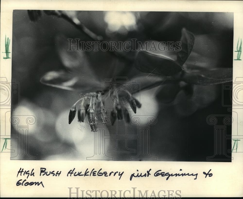 1985 Press Photo Highbush Huckleberry Blooming in Kettle Moraine Forest - Historic Images