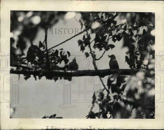 1935 Press Photo Robin & Albinion White Robin Birds in Tree - neo02302 - Historic Images