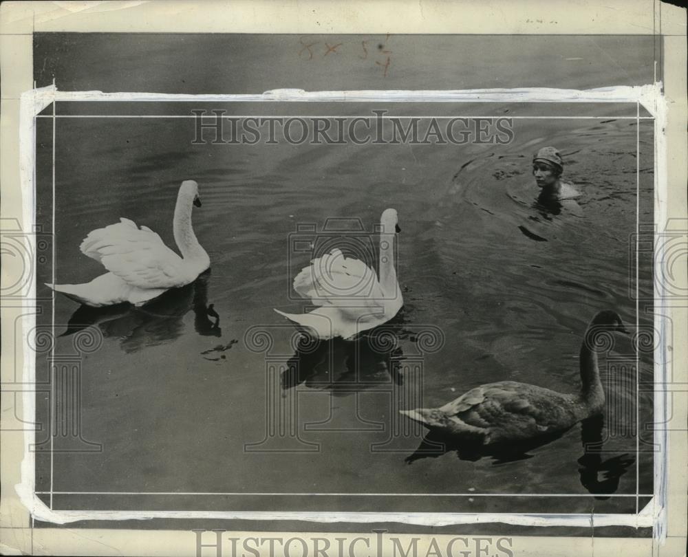 1931 Press Photo Winifred Graham Swimming with Swans in Thames River, England - Historic Images