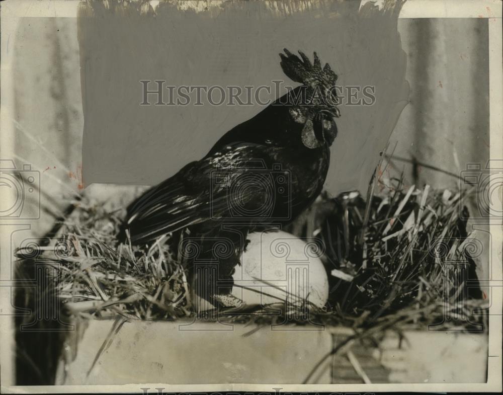 1926 Press Photo Bantam Rooster Little Pete Hatching Ostrich Egg, Los Angeles - Historic Images