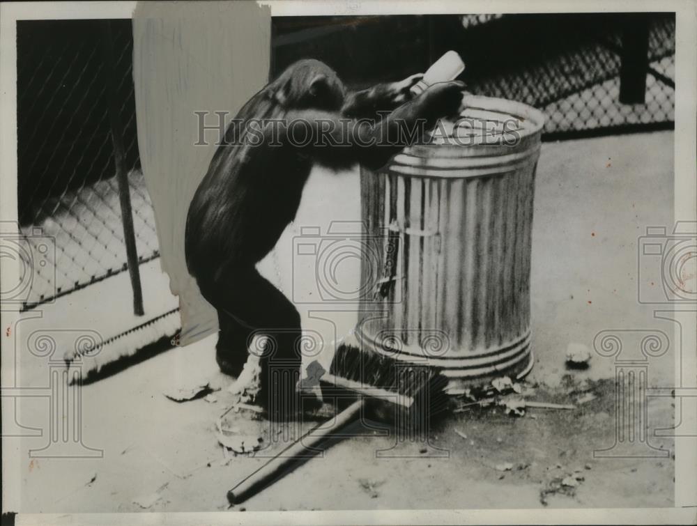 1935 Press Photo Chimpanzee "Petee" at London Zoo Picking up Trash - neo03054 - Historic Images
