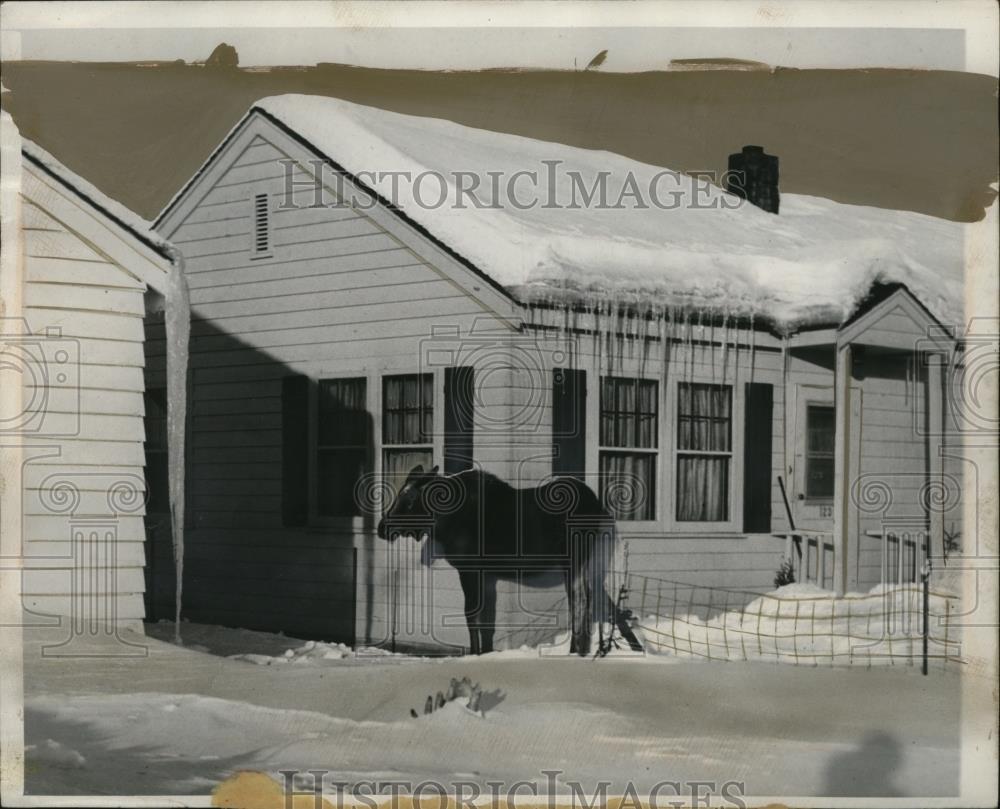 1949 Press Photo Moose Wandering Neighborhood in Anchorage, Alaska - neo03135 - Historic Images