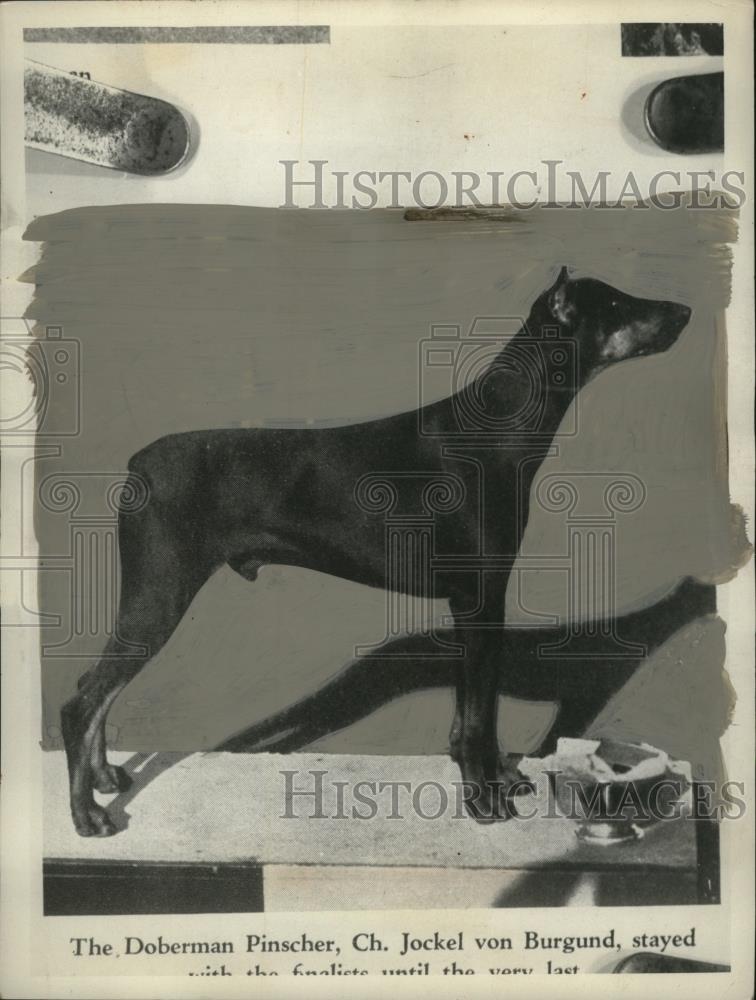 1936 Press Photo Dpnerman Pinscher, Ch. Jockel Von Burgund Dog Competition - Historic Images