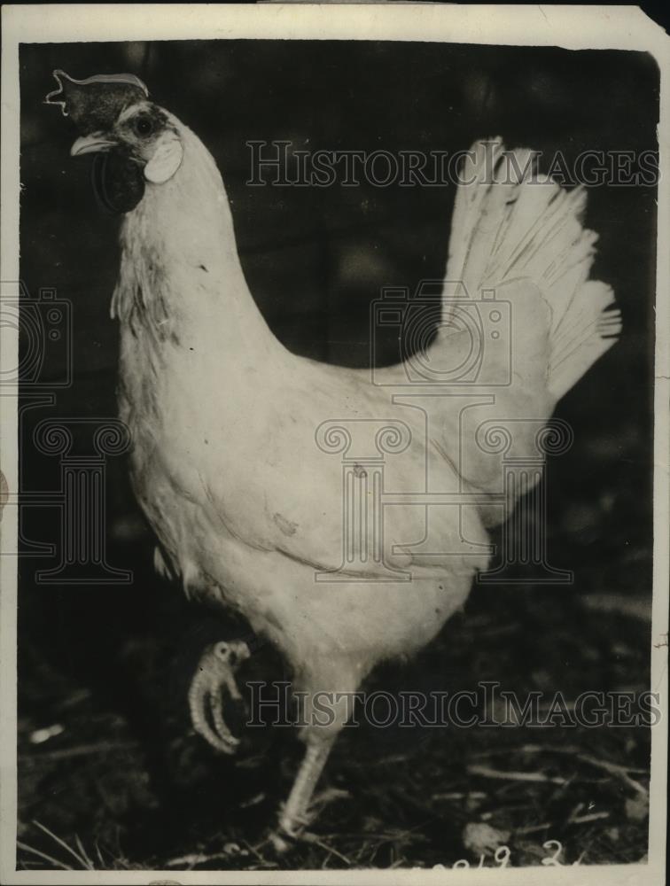 1928 Press Photo F.H. Sansome paid five hundred for Hen F. 318 from Univ. of BC - Historic Images