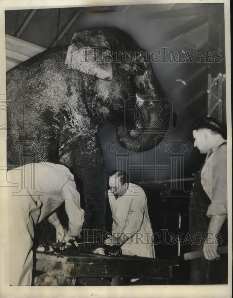 1940 Press Photo Elephant &quot;Trixie&quot; Has Nails Filed at Brookfield Zoo - neo03596 - Historic Images