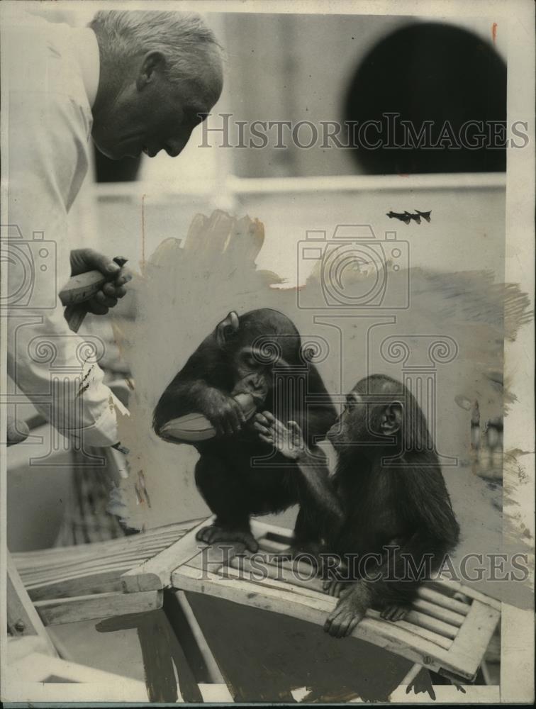 Press Photo Captain Phillips of SS West Irmo w/ Belgian Congo Chimpanzees - Historic Images