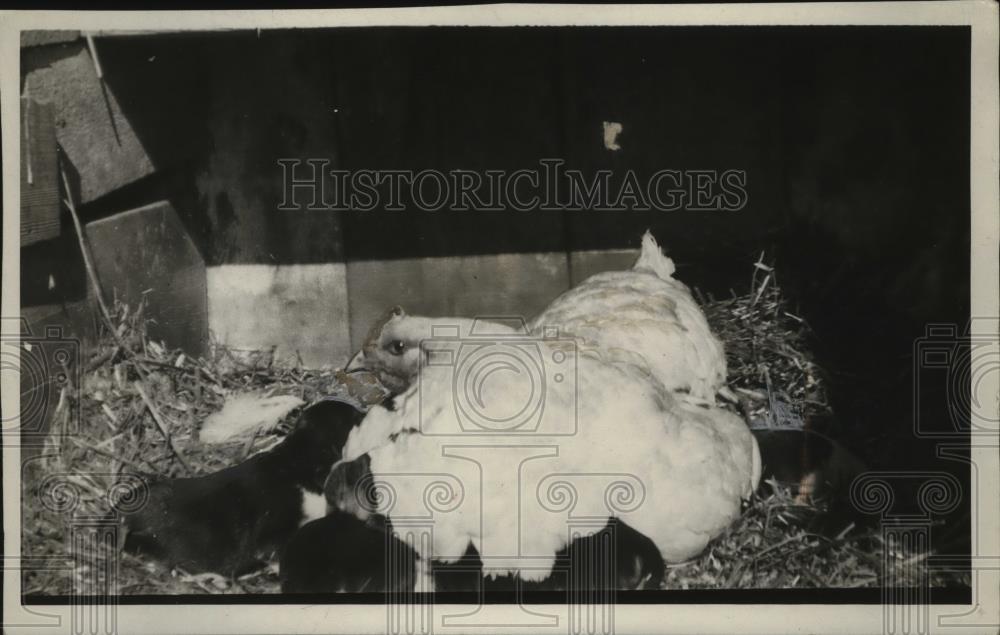 1927 Press Photo Old Hen Mothering Puppies - neo04235 - Historic Images