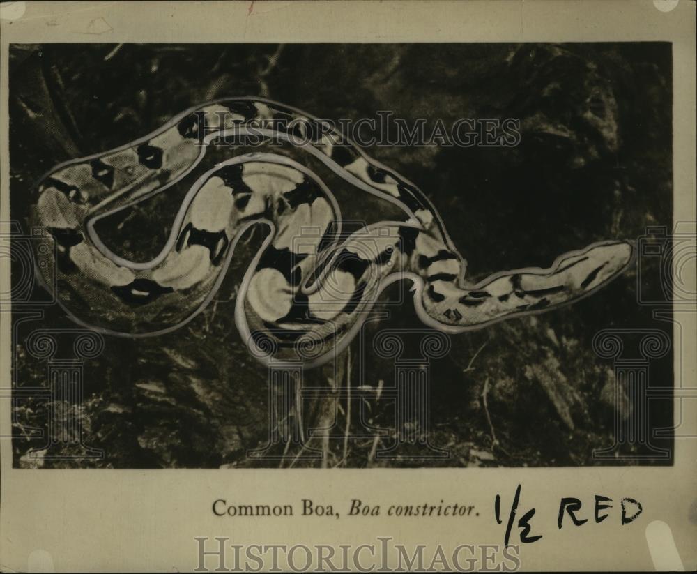 1921 Press Photo Common Boa Constrictor Snake - neo04238 - Historic Images
