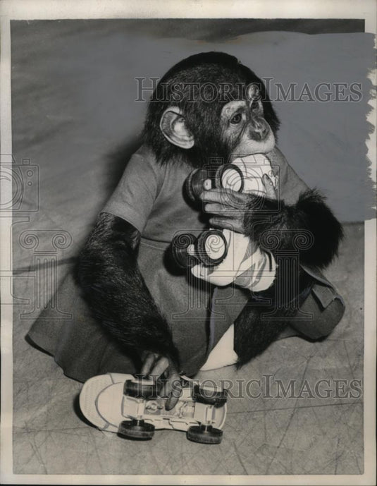 1957 Press Photo Chimpanzee "Vickie Lynn" Roller skating, St. Joseph, Missouri - Historic Images
