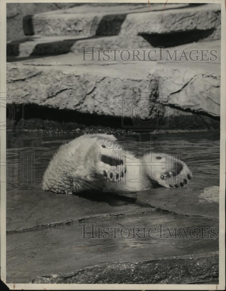 1941 Press Photo Polar Bear &quot;Whitey&quot; Diving into Water at Fleishhacker Zoo - Historic Images