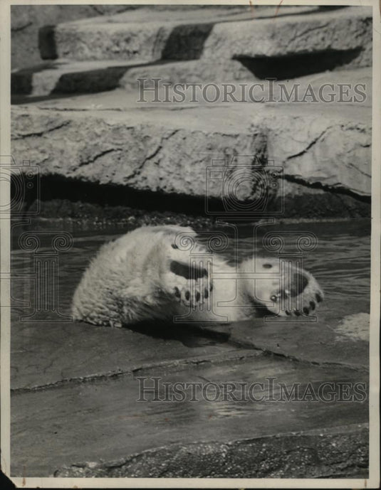 1941 Press Photo Polar Bear "Whitey" Diving into Water at Fleishhacker Zoo - Historic Images