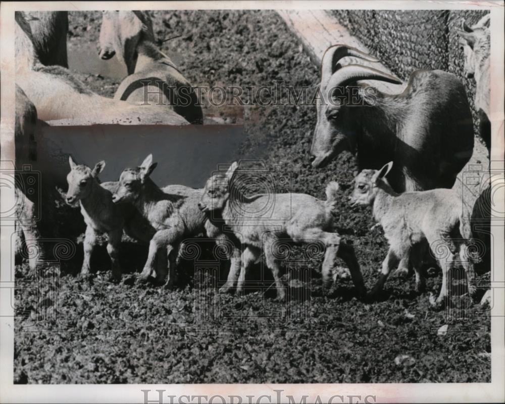 1861 Press Photo Lambs at Cleveland Zoo are Barbary Sheep  - neo05303 - Historic Images