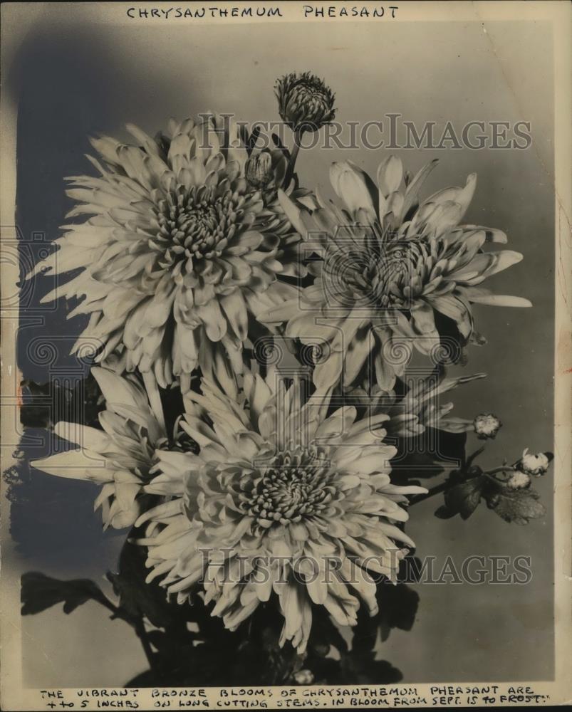 1956 Press Photo Chrysanthemum Pheasant Flowers - neo06474 - Historic Images