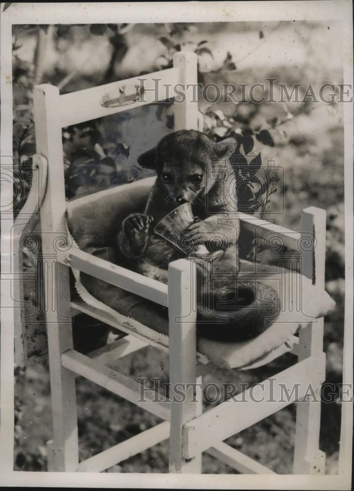 1935 Press Photo Honey Bear belonging to Irene Cunningham of Miami. Florida - Historic Images
