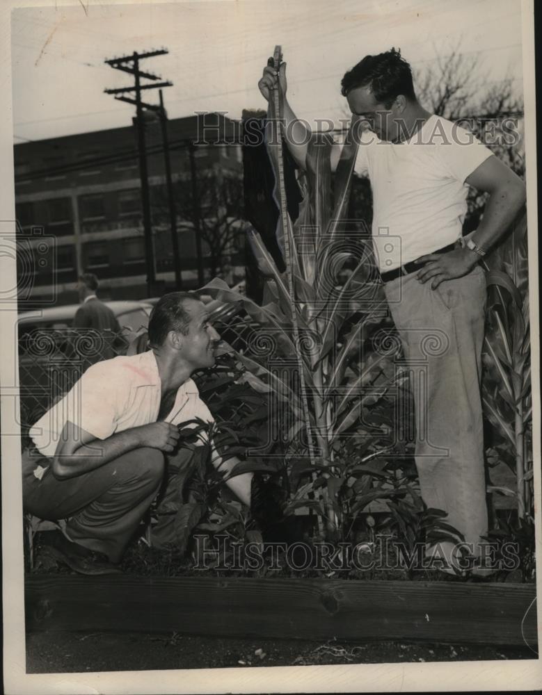 1948 Press Photo Corn Growing at Sixth Street Garage Company, Cleveland, Ohio - Historic Images