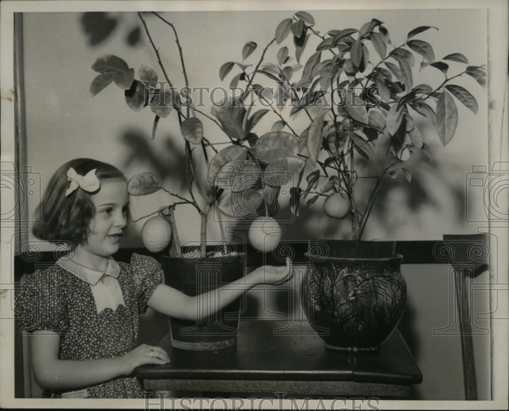 1939 Press Photo Patricia Larisseys of Chicago Admires Lemon &amp; Orange Trees - Historic Images