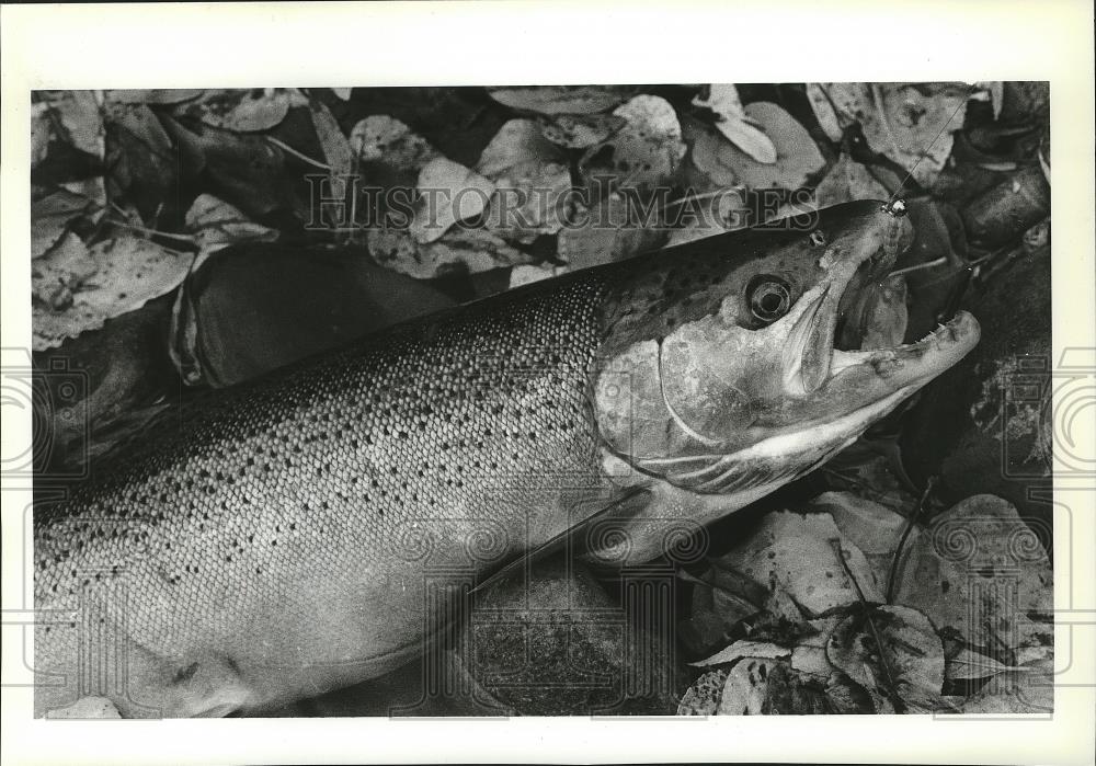 1986 Press Photo Trout on a bait - spa43788 - Historic Images
