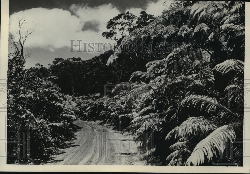 1934 Press Photo Fern Jungle-Road to Kilauea Volcano, Big Island of Hawaii - Historic Images