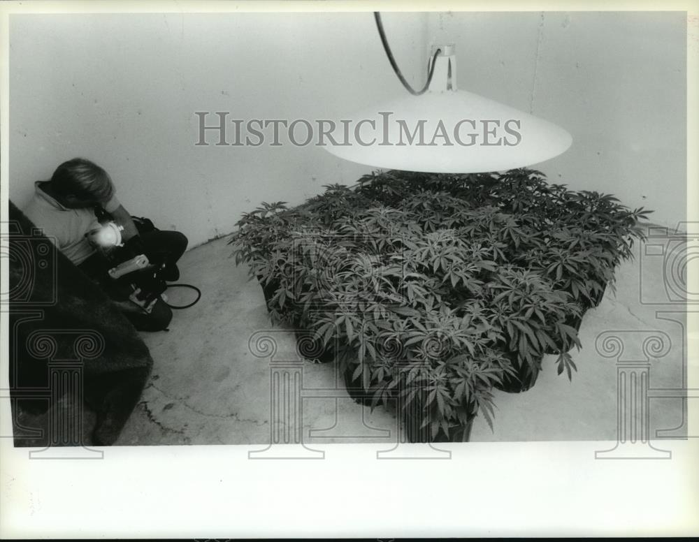1987 Press Photo Pot plants growing in a basement room at NE Jeferson & Dalke - Historic Images