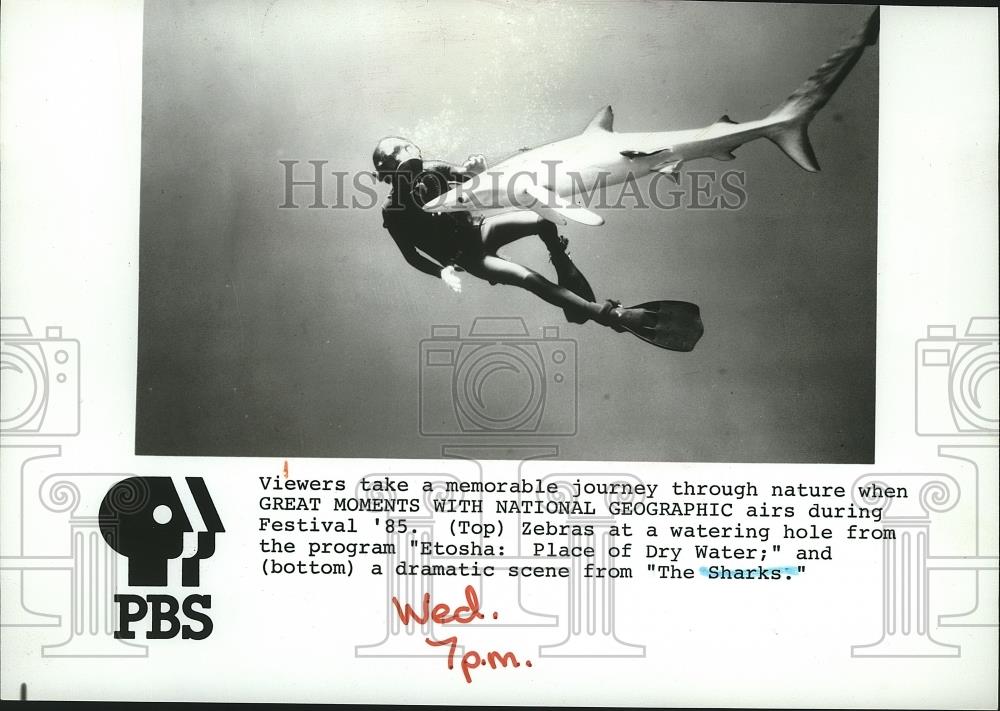 1985 Press Photo A shark featured in GREAT MOMENTS WITH NATIONAL GEOGRAPHIC - Historic Images