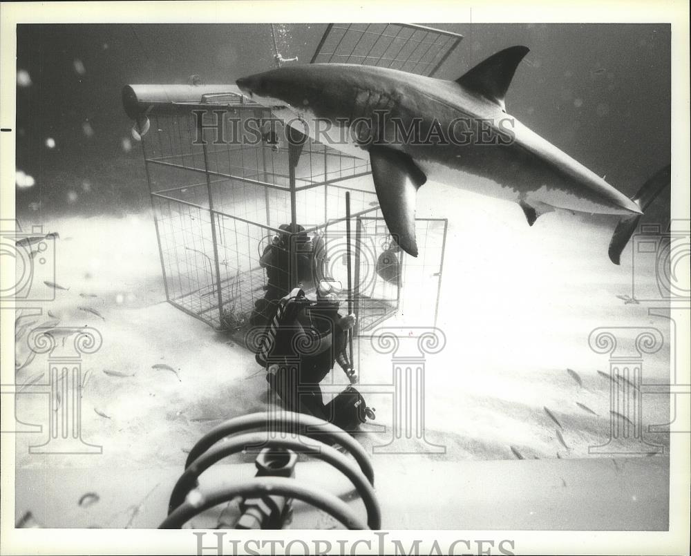 1985 Press Photo Al Giddings swims freely with great white sharks in OceanQuest - Historic Images