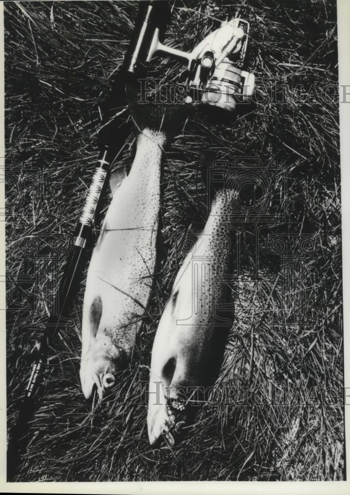 1984 Press Photo Fish - spa44252 - Historic Images