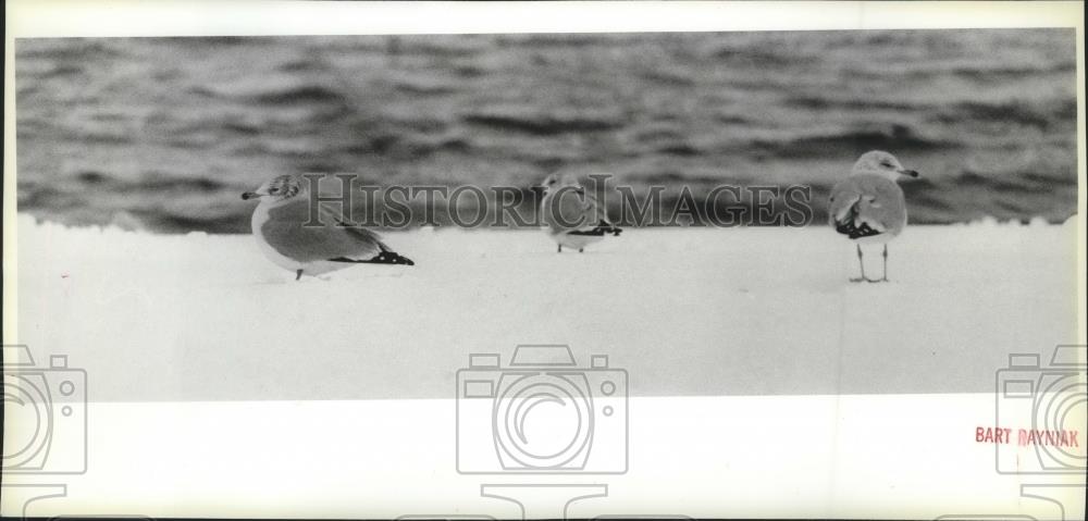 1987 Press Photo Gulls at Coeur d'Alene Beach on an icy December - spa49502 - Historic Images