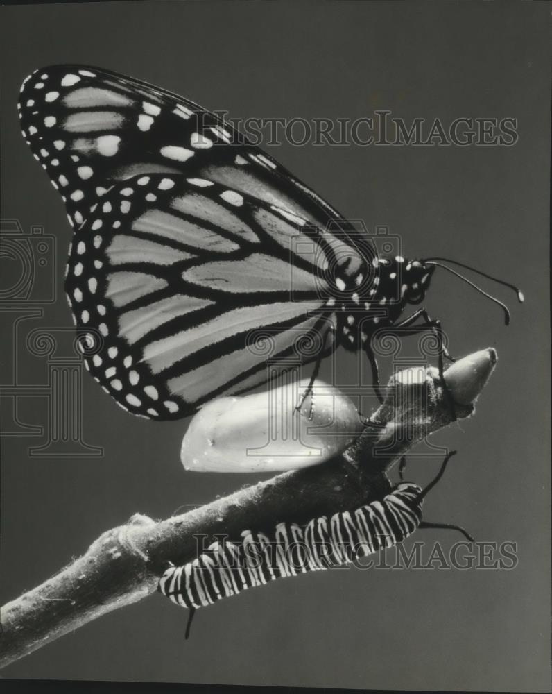 1983 Press Photo A larva and full adult monarch butterfly - spa55503 - Historic Images