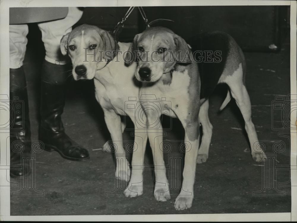 1938 Press Photo New York Rachel &amp; Rarity Winners at Annual Hound Show NYC - Historic Images