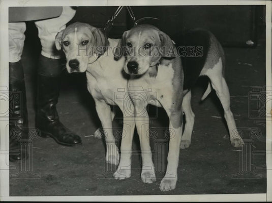 1938 Press Photo New York Rachel & Rarity Winners at Annual Hound Show NYC - Historic Images