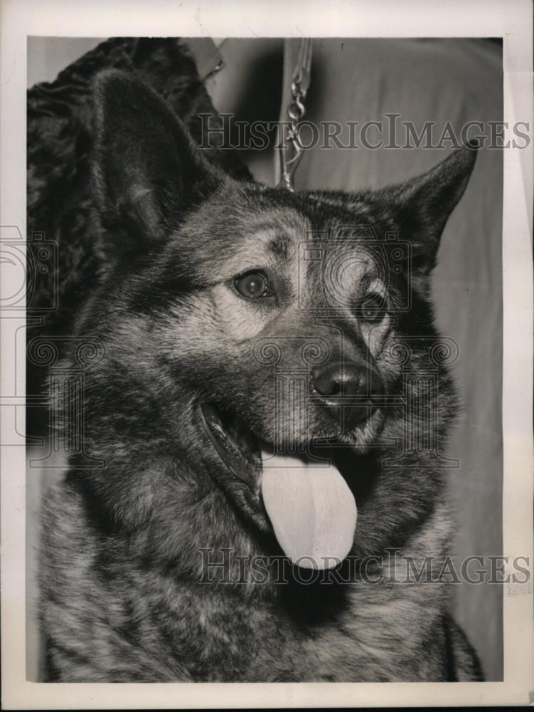 1940 Press Photo New York Westminster Kennel Winner, Norwegian Elkhound, NYC - Historic Images