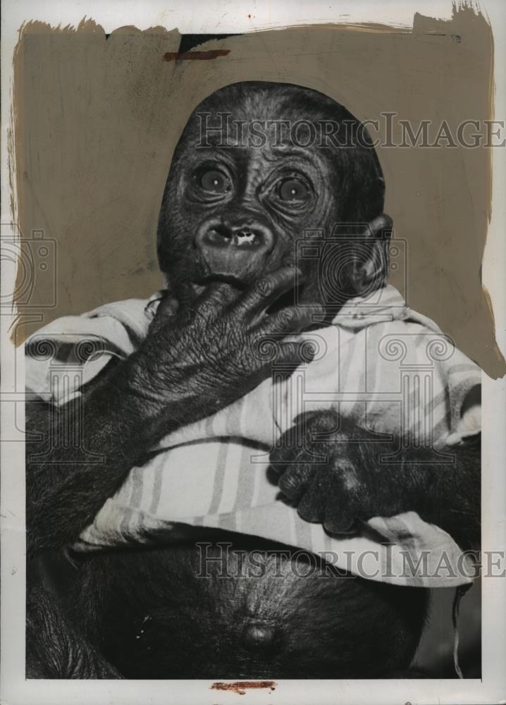 1940 Press Photo New York Gorilla taken care of by Sadie Taylor NYC - neny20669 - Historic Images