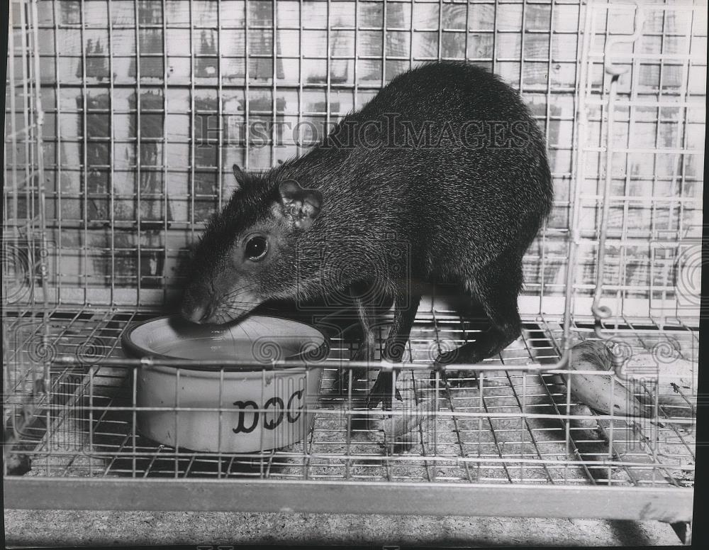 1956 Press Photo Capybara, largest rodent in the world - sps06043 - Historic Images