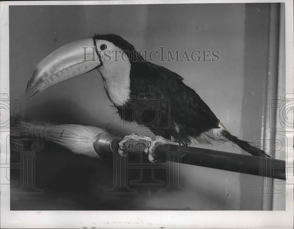 1956 Press Photo A Tucan - sps06047 - Historic Images