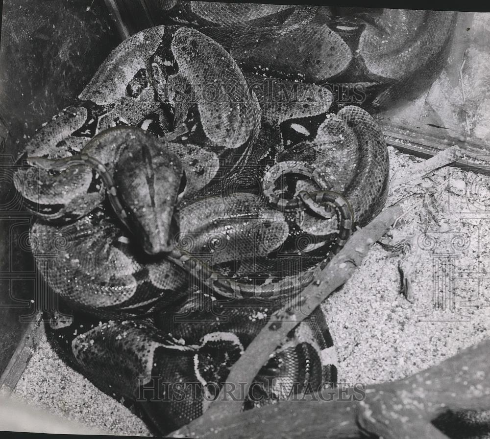 1956 Press Photo Snakes in a pile - sps06297 - Historic Images