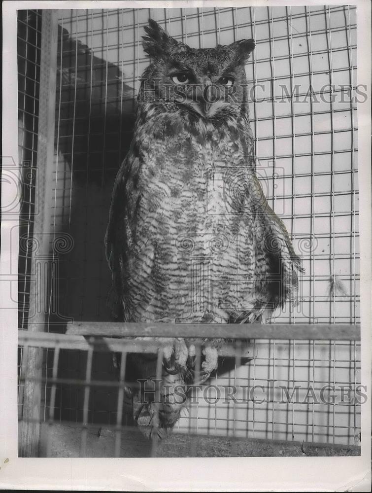 1956 Press Photo An owl perched inside a cage - sps06298 - Historic Images