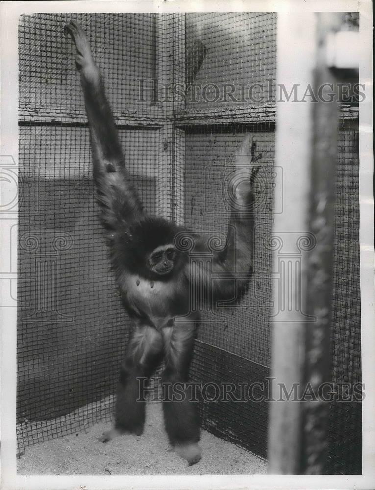 1956 Press Photo A monkey with arms raised inside a cage - sps06299 - Historic Images