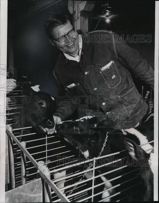 Press PhotoTwo calves, nuzzled the hand of Les Leonard - mja67072 - Historic Images