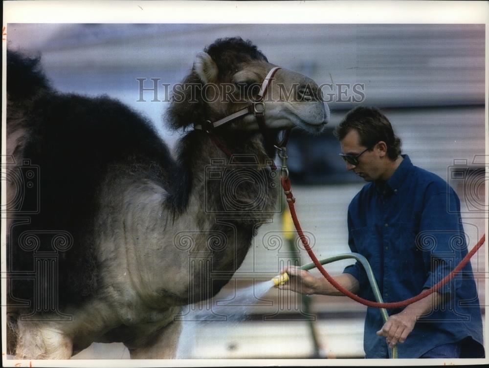 1993 Press Photo Brett Freund, Washes a Camel, Milwaukee Circus-Parade - Historic Images