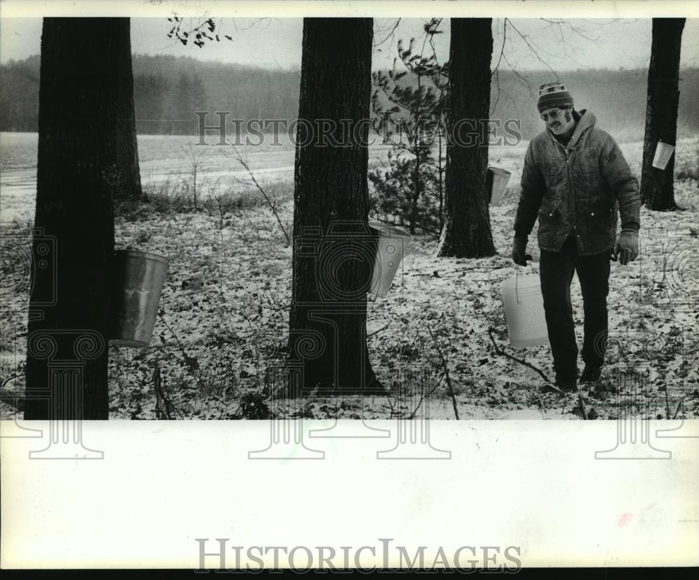 1981 Press Photo Larry Eisentraut Gathers Sap from Sugar Maple Trees in Waupaca - Historic Images