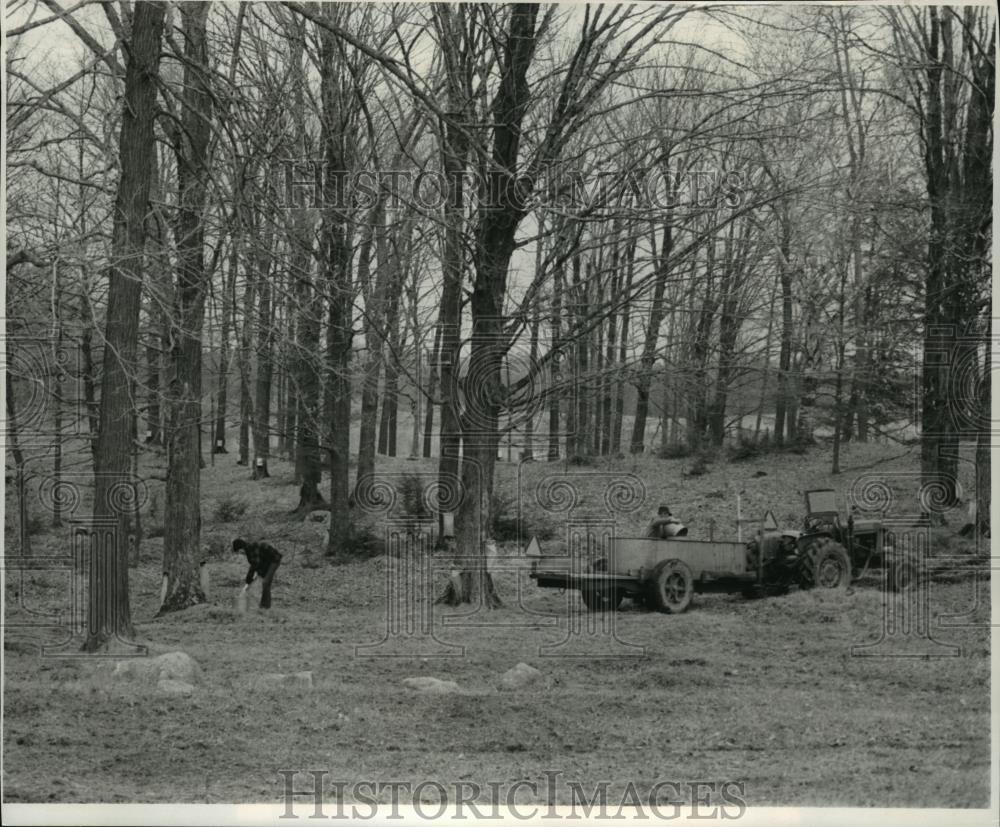 Press Photo Raw maple sap being collected by workers - mja76694 - Historic Images