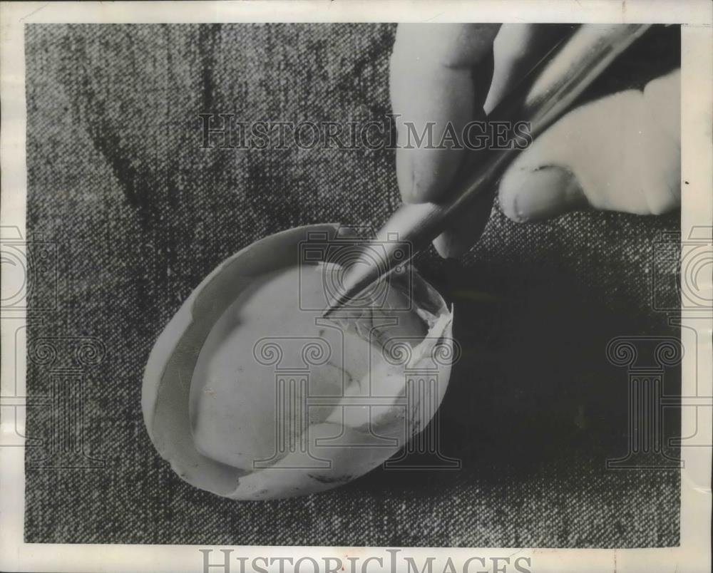 1948 Press Photo Pencil indicates a perfect Egg within the shell of another - Historic Images