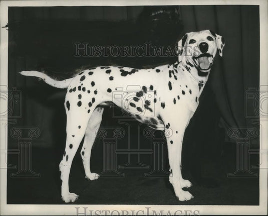 1949 Press Photo Dalmatian Dog Owned by Reigate Chance Shot & Greta Margo - Historic Images