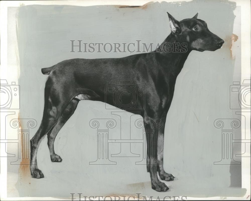1960 Press Photo Doberman Pinscher Dog - neo08305 - Historic Images