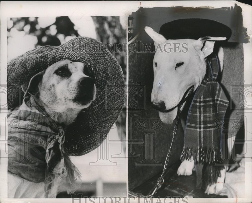 1953 Press Photo Dogs in Costume @ Bull Terrier Show at Lime Grove Baths, London - Historic Images